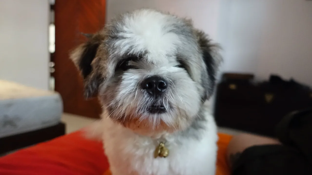 Red dog — original versus Video8 — Original