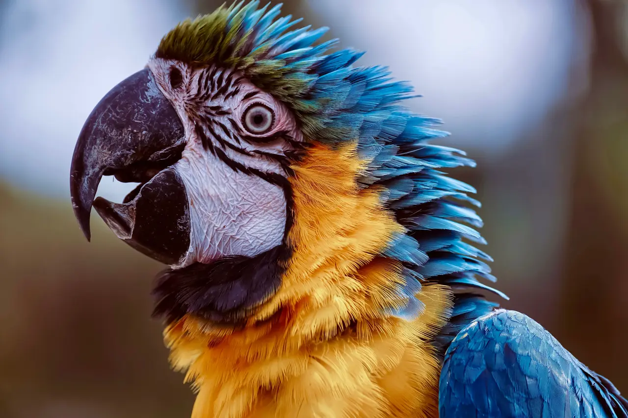 A vivid macaw reduced to silent-era black and white — Original